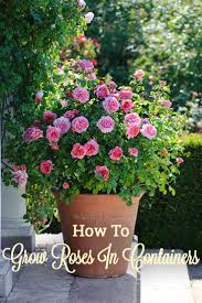 Water the shrub roses with the equivalent of 1 inch of rainfall per week. Pin On All About Roses