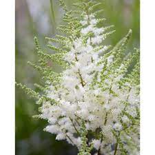 Potential Flowers White Astilbe White Flower Farm Astilbe Flower Astilbe