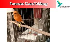  Pin Di Burung Kenari