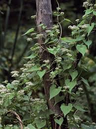 Image result for Mikaniopsis