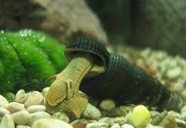 Hi, i did some job by salt, and found something maybe confusing: Rabbit Snail Detailed Guide Care Diet And Breeding Shrimp And Snail Breeder