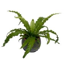 Image result for Lomariopsis hederacea