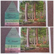 Grundschulblogs De Stockwerke Des Waldes Wald Grundschule Sachunterricht Grundschule