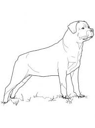 Yellow, chocolate, black — they could pass down their coloring to a labrottie puppy, resulting in a. Rottweiler Coloring Page Super Coloring Dog Coloring Page Coloring Pages Rottweiler