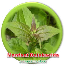 13 manfaat daun sirih hijau sirih merah untuk kesehatan tubuh khasiat dan manfaat daun sirih bibitbunga com Manfaat Luarbiasa Daun Balakacida