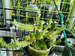 Image result for Angraecum distichum