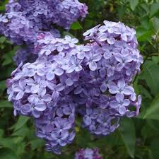 Flieder Syringa Vulgaris Amethyst Lila Flieder Lila Flieder Gemeiner Flieder Flieder