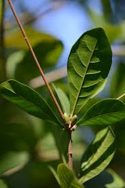 Image result for Synsepalum revolutum