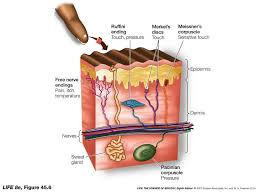 Pin On Sensory Systems