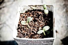 Rhipidium (bunga kipas, seperti pada banyak anggota suku iridaceae) dichasial cyme, yakni jika ada dua sumbu sekunder yang tumbuh bersamaan. Bunga Matahari Tukang Cerita