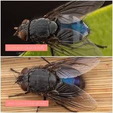 Image result for Otiophora