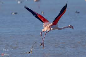 Pink Flamingo Ii