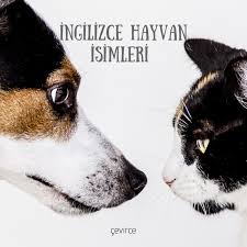 Ingilizce Hayvan Isimleri Kurumsal Cevirce