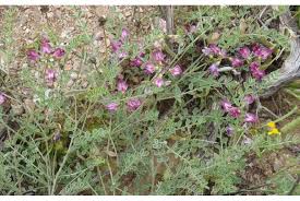 Image result for Lessertia macrostachya