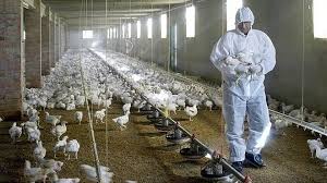 Signs and symptoms of bird flu infections in people can include: Icpsz10ajpgfpm