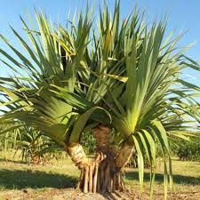 Image result for Pandanus
