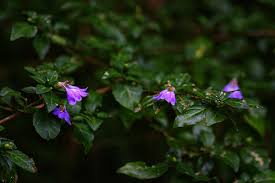 Image result for Sclerochiton