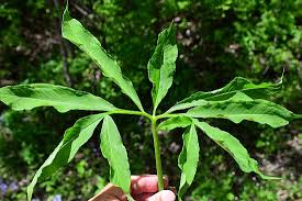 Image result for Eriosema pentaphyllum