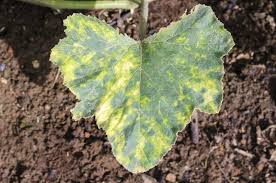 The plant's fruits, flowers, seeds, and shoots are edible, along with the leaves. Pumpkin Disease Identification How To Manage Problems With Growing Pumpkins