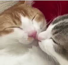 Cats Kiss Gif Cats Kiss Discover Share Gifs Cute Animals Cute Cats Photos Cute Cats