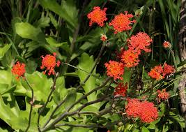 Image result for Kleinia fulgens
