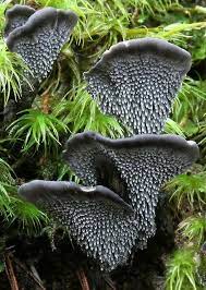 My Favorite Mushrooms Ii Stuffed Mushrooms Mushroom Fungi Magical Mushrooms