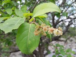 Image result for Homalium dentatum