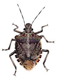 Making Pest Control Smarter In 2020 Stink Bugs Pests How To Attract Birds