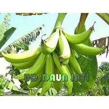 Tumbuhan mangga merupakan pohon dengan batang yang tegak. Bibit Pisang Tanduk Shopee Indonesia