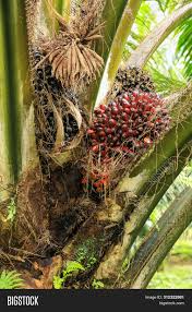 Read on to learn more about these types of palm trees. Close View Oil Palm Image Photo Free Trial Bigstock
