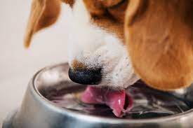 Encouraging your dog to drink water. Why Is My Dog Throwing Up Water And 5 Natural Remedies