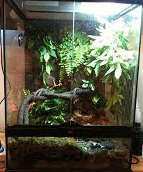 This is because glass is great at allowing heat to escape ensuring that the enclosure stays cool enough. American Green Tree Frog Pet Care Cage Setup Diet And Husbandry