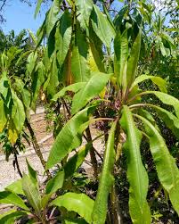 Image result for Solanecio mannii