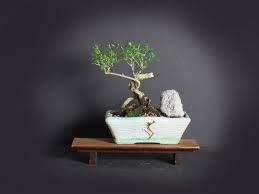 Serissa Snow Rose Bonsai Tree Indoor Bonsai Tree Collection From Livebonsaitree Indoor Bonsai Tree Indoor Bonsai Bonsai Tree