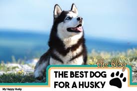 Huskies are perhaps one of the most appreciated and respected dog breeds at the moment. What S The Best Dog Food Brand For A Husky Our Top 4 Brands My Happy Husky