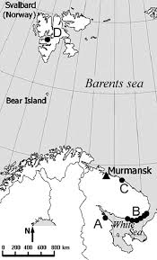 Image result for Carex runssoroensis