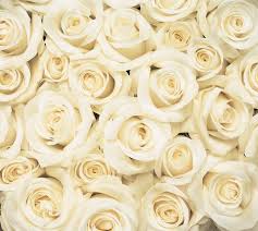 The organization described the meaning of these colors in a newsletter published december 6, 1913: 16 Rose Color Meanings Explained Roses For Every Occasion