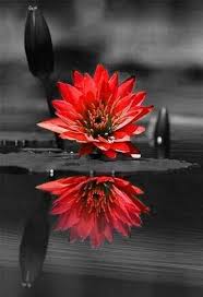 Beautiful Black And White Photography With Color Splash Photography Love Black And White Beauty 17 New Ideas Color Splash Photo Color Splash Photography Color Splash