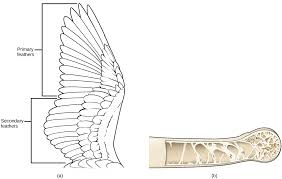 Skull of a bird staring straight out of a mechanical gear. Birds Vertebrates By Openstax Page 7 60 Jobilize