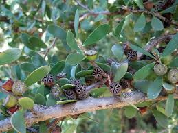 Image result for Leptospermum laevigatum