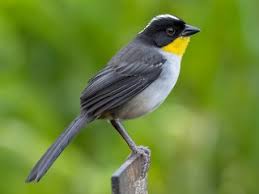 Image result for Agelanthus sp. aff. A. brunneus