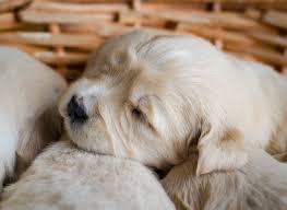 We did not find results for: Premium Photo Portrait Of A Litter Of An Adorable Golden Retriever Puppies Or Babies Sleeping In A Wicker Basket