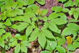 Ginseng root is a popular herbal supplement that has been used for thousands of years to increase energy and boost the immune system. Ginseng Description Traditional Medicine Species Britannica