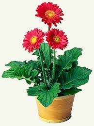 как ухаживать за герберой в горшке в домашних условиях Gerbera Komnatnaya Domashnyaya Uhod V Domashnih Usloviyah Gerbera Cvetok V Gorshke