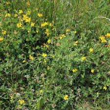 Image result for Lotus corniculatus