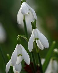They can very easily dry out, so they won't be happy sitting around how to plant. Snowdrops Spring Plants Planting Bulbs Plants