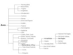 Classification