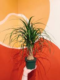 Image result for Beaucarnea recurvata