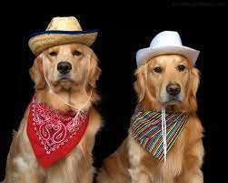 Pin By Cardsgirl23 On Animal Reference Cowboy Hats Dogs Animals Reference