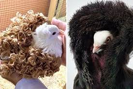Maybe you would like to learn more about one of these? 10 Jenis Burung Merpati Yang Paling Unik Dan Cantik Di Seluruh Dunia Mana Favoritmu Semua Halaman Kids